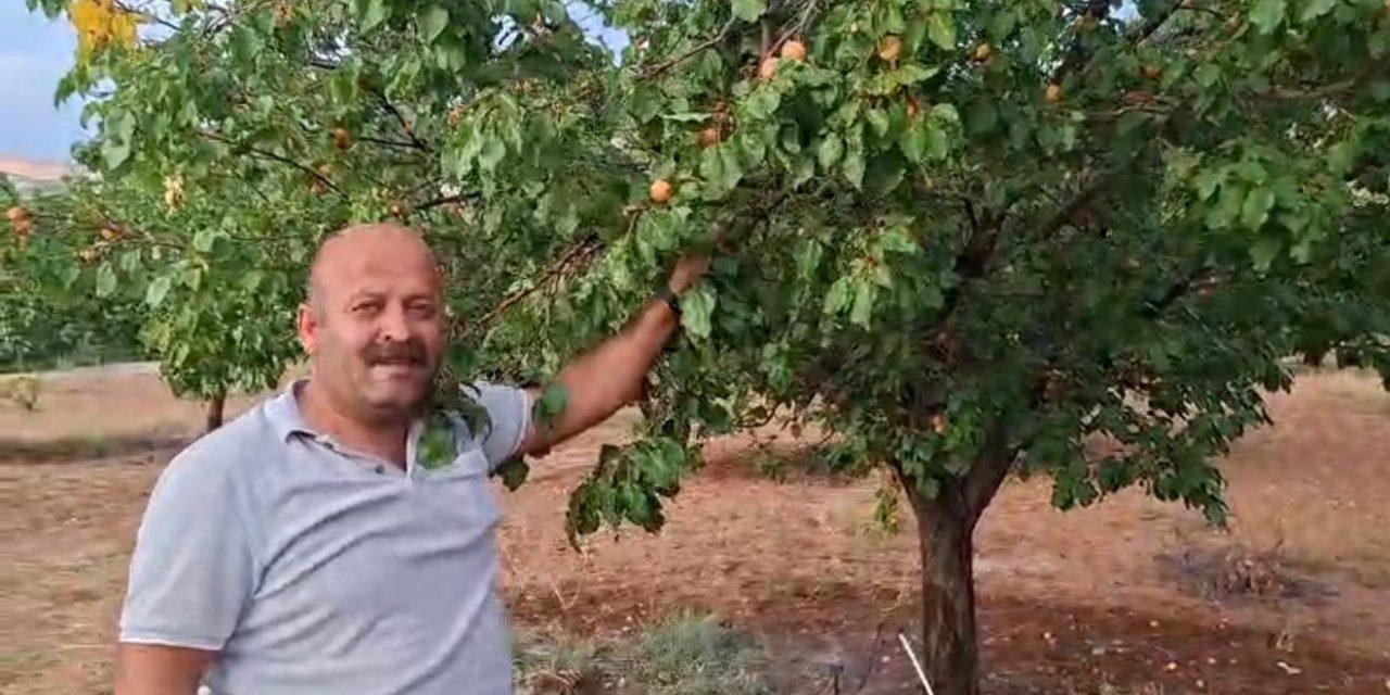 EYLÜL’ÜN SONUNDA ŞAŞIRTAN DALINDA TAZE KAYISI 