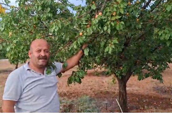 EYLÜL’ÜN SONUNDA ŞAŞIRTAN DALINDA TAZE KAYISI 